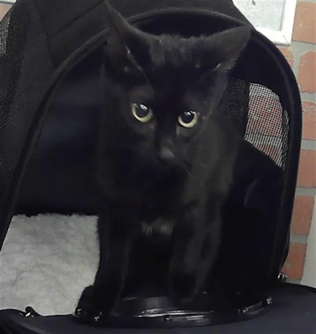 A young small-sized female Domestic Short Hair cat named Violet for adoption in Houston, TX