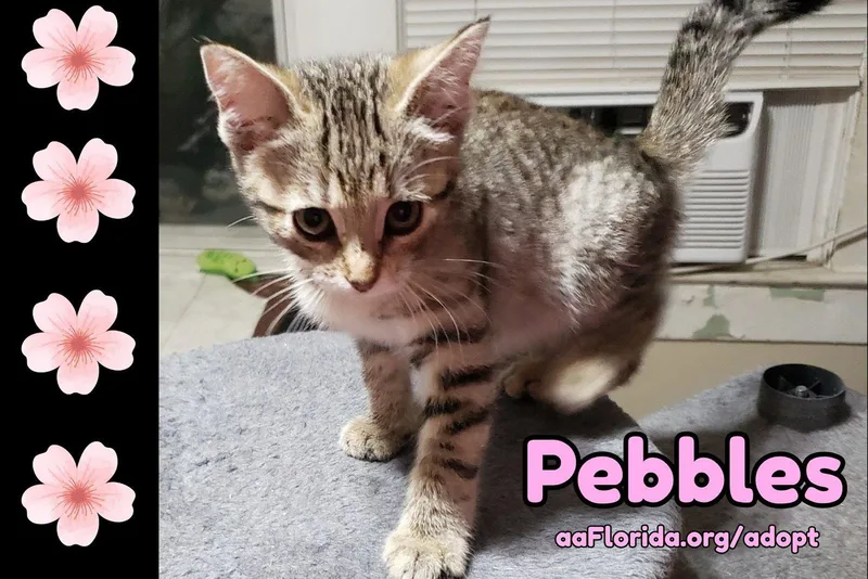 A young medium-sized female Domestic Short Hair cat named Pebbles for adoption in Pensacola, FL