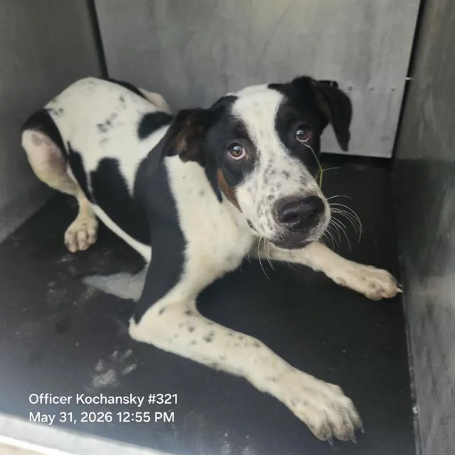 A young medium-sized male Terrier dog named Lou for adoption in San Antonio, TX