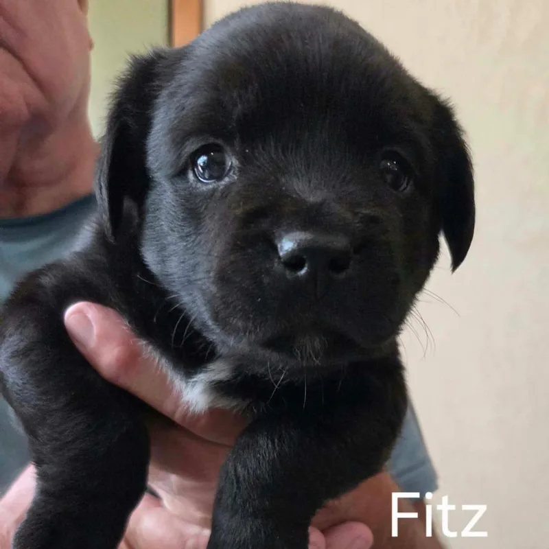 A baby small-sized male Shepherd dog named Fitz for adoption in Wadena, MN