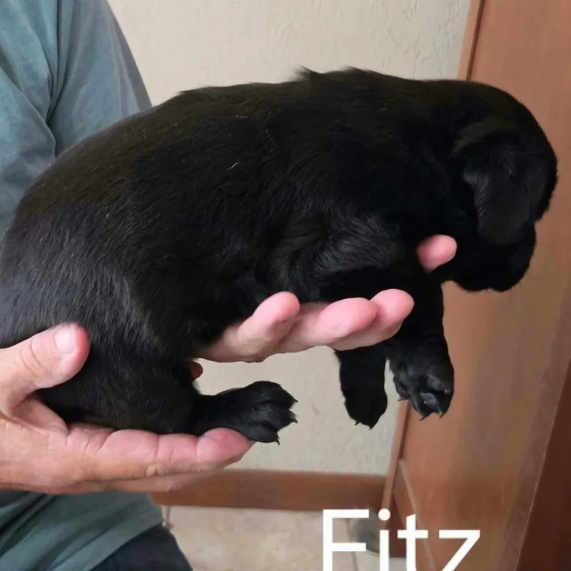 Fitz thumbnail 2