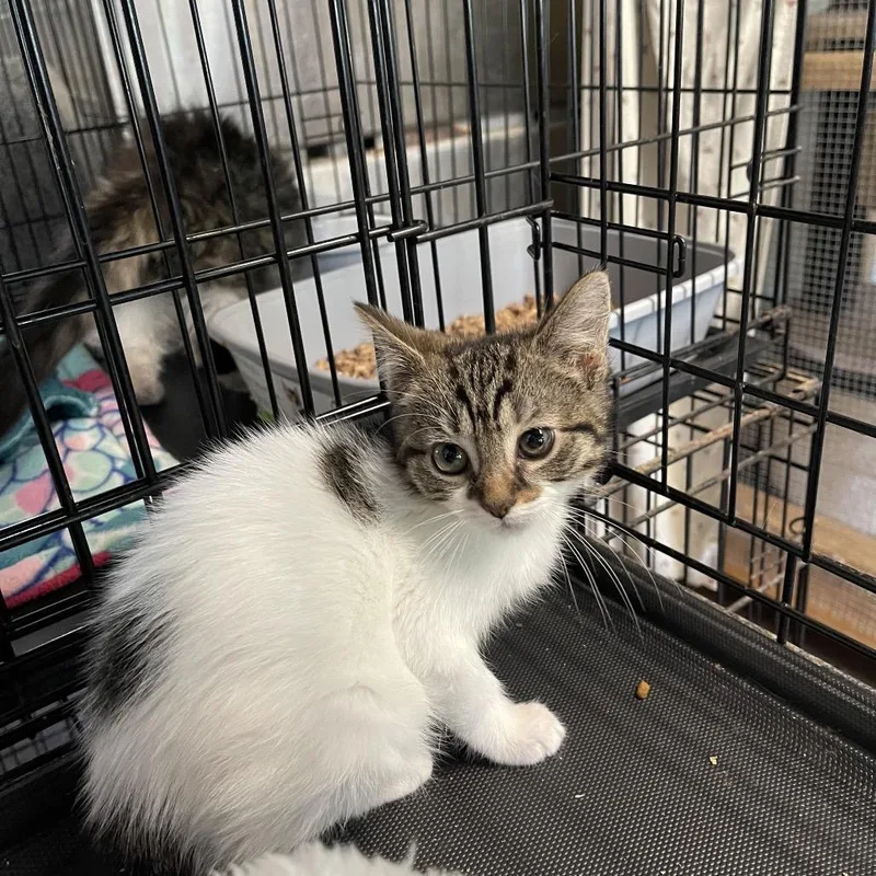 A baby small-sized female White Domestic Short Hair cat named Sabrina for adoption in Wappingers Falls, NY