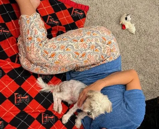A young small-sized female Maltese dog named Pumpkin for adoption in Grafton, WI