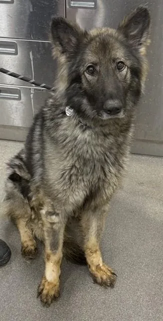 An adult large-sized female German Shepherd Dog dog named Denver for adoption in Upper Marlboro, MD