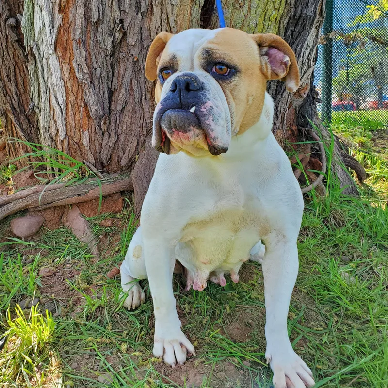 An adult medium-sized female White / Cream American Bulldog dog named Launie for adoption in Jersey city, NJ