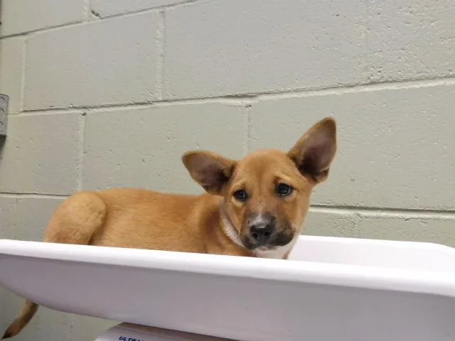 A baby small-sized female Australian Shepherd dog named Wago for adoption in Tulsa, OK