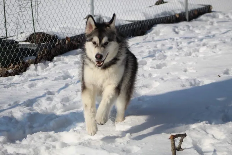 An adult large-sized male Tricolor (Brown, Black, & White) Alaskan Malamute dog named Timber for adoption in Gladwin, MI