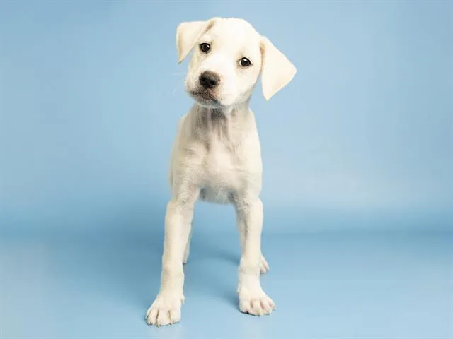 Marshmallow