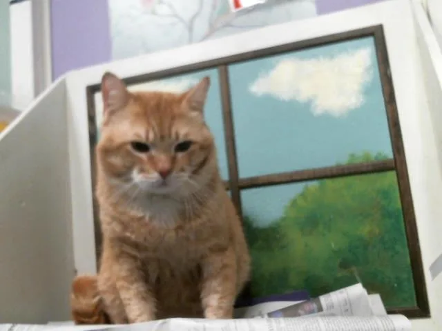 An adult medium-sized male Domestic Short Hair cat named Garfield for adoption in Houston, TX