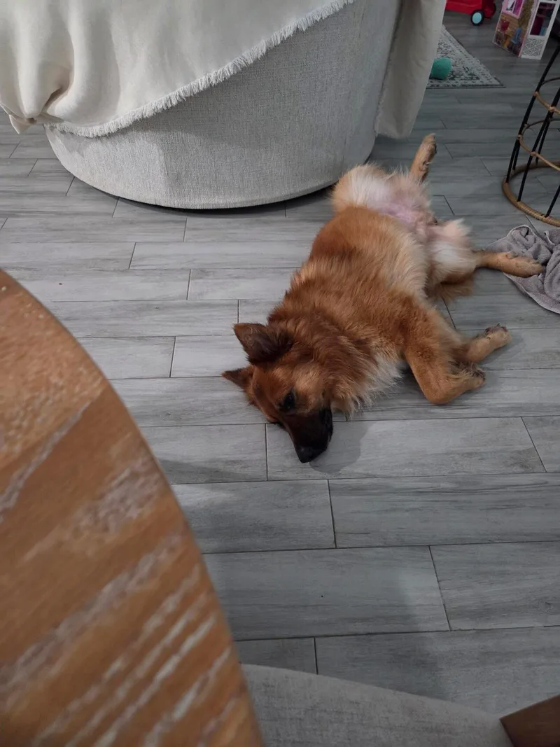 An adult large-sized male Golden Shepherd dog named Atlas for adoption in Elkhorn, WI