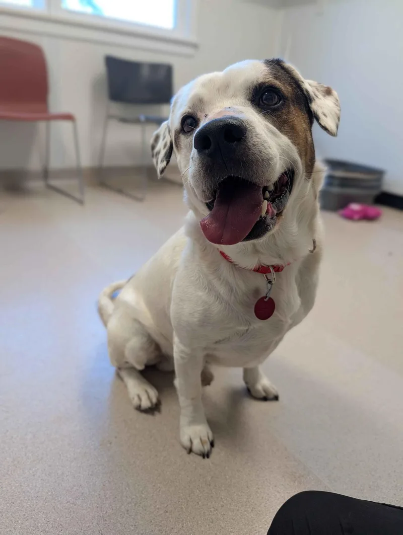 An adult medium-sized male Mixed Breed dog named Ditto for adoption in Fairfield, IA