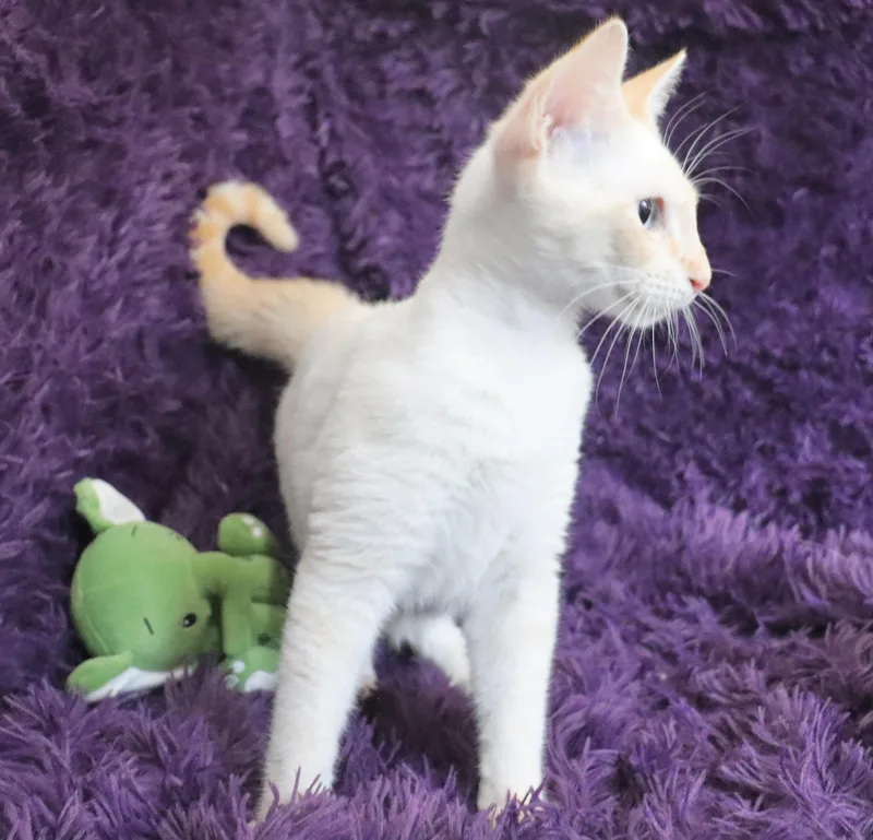 A baby large-sized male Flame Point Siamese cat named Easton for adoption in Saint Augustine, FL