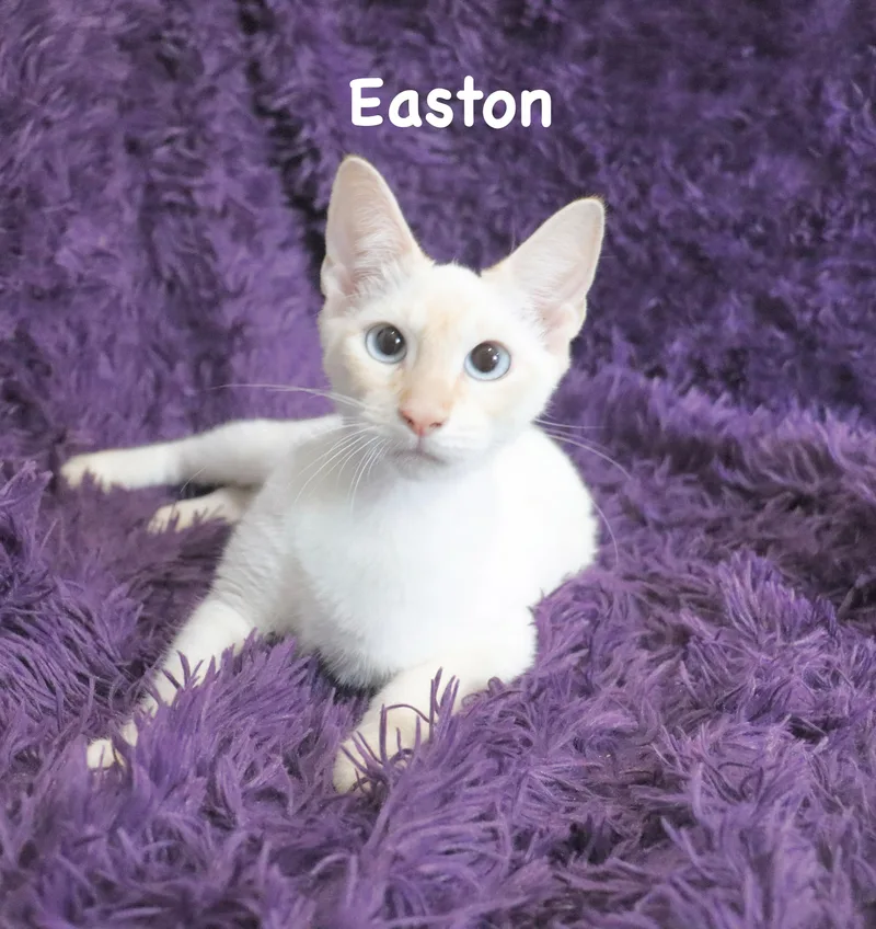 Easton thumbnail 5