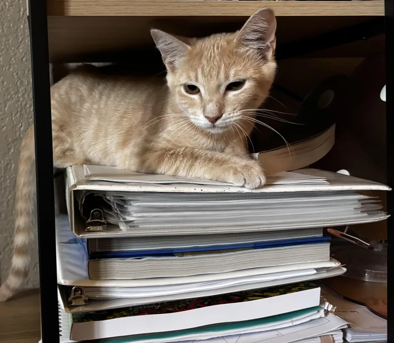A baby medium-sized male Tabby (Orange / Red) Domestic Short Hair cat named Sandy Cheeks INDOOR ONLY for adoption in Stockton, CA
