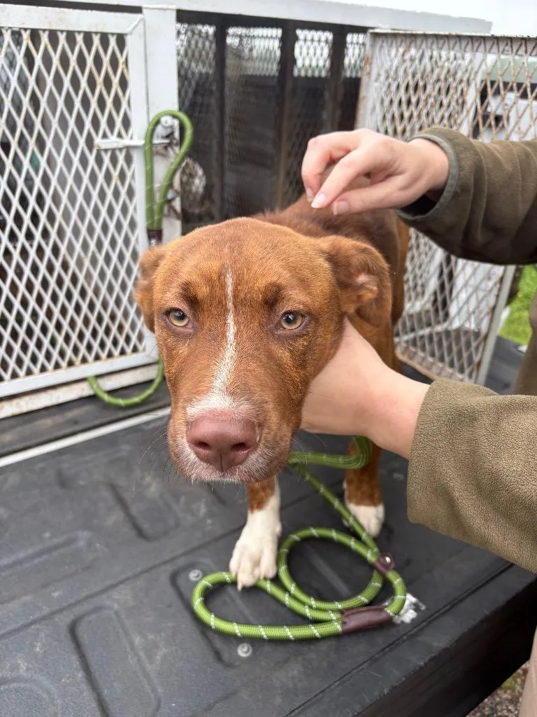 A baby medium-sized male Pit Bull Terrier dog named Helio for adoption in Ada, OK