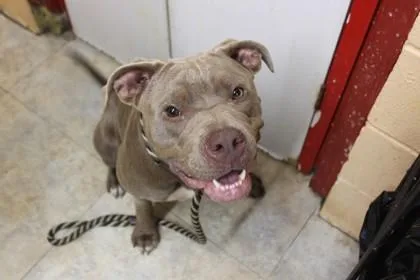 A young medium-sized female Terrier dog named Estella for adoption in Picayune, MS