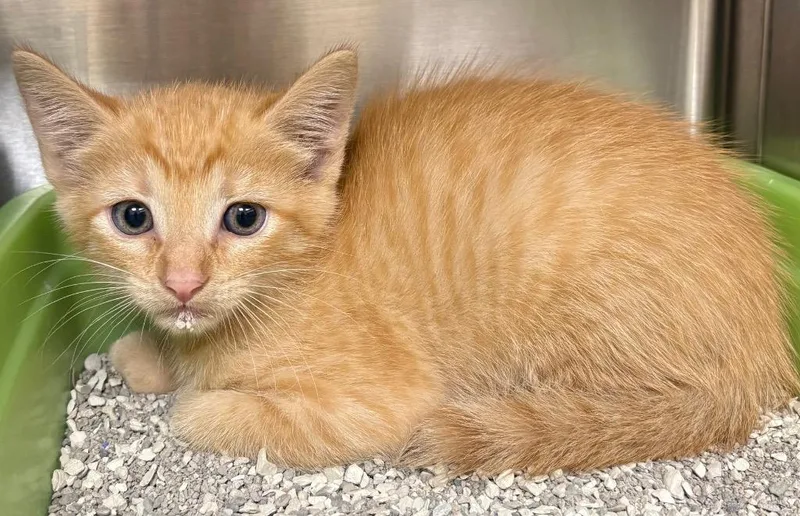 A baby medium-sized male Domestic Short Hair cat named Pipkin for adoption in Greeneville, TN