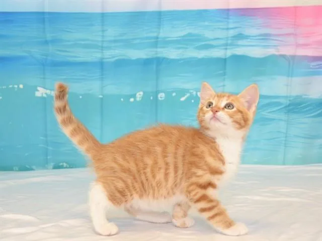A baby small-sized male Domestic Short Hair cat named Fritter for adoption in Oroville, CA