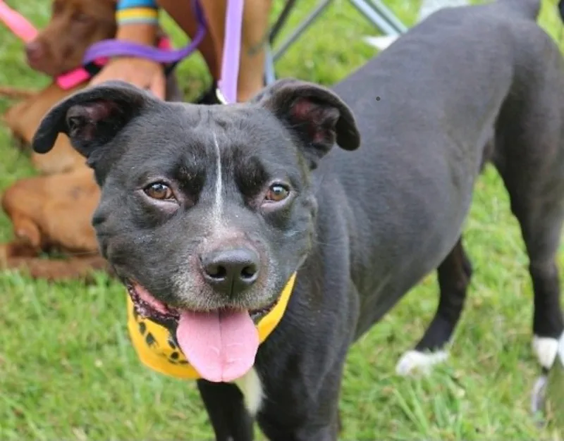 An adult medium-sized male Pit Bull Terrier dog named Frog for adoption in Covington, VA