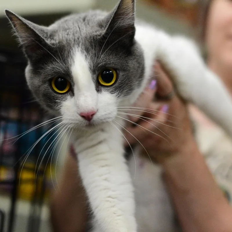 An adult medium-sized female Gray / Blue / Silver Domestic Short Hair cat named Pearl for adoption in Idaho Falls, ID