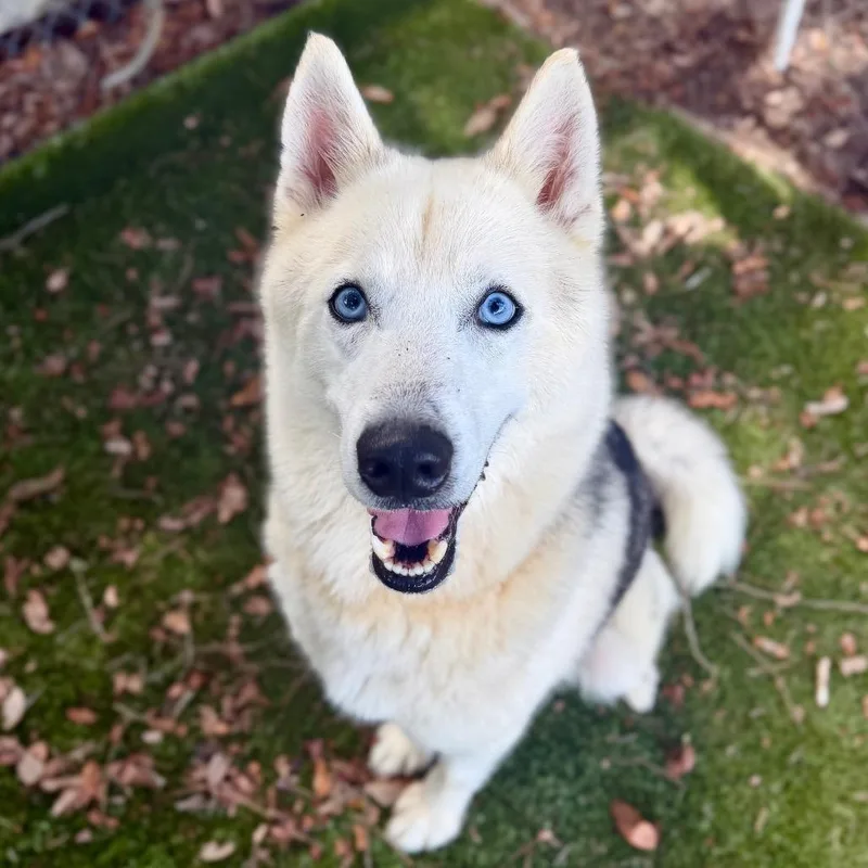 Dakota
