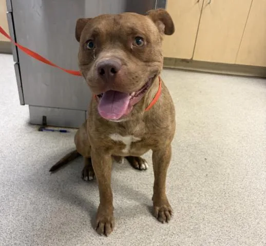 A young large-sized male American Bulldog dog named Peter Pan for adoption in Riverside, CA