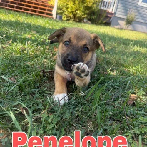 Penelope