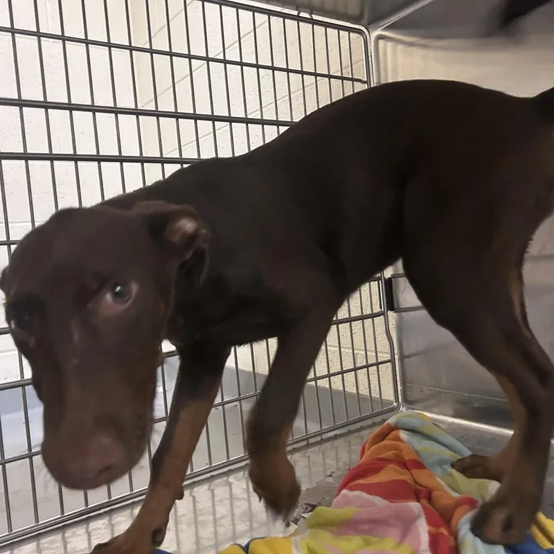 A baby medium-sized female Brown / Chocolate Mixed Breed dog named Terms for adoption in Asheville, NC
