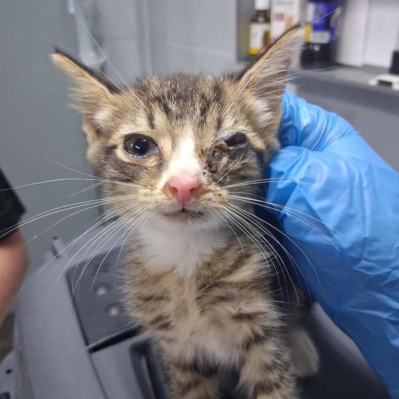 A baby small-sized male Brown / Chocolate Domestic Short Hair cat named Cucumber for adoption in Summerville, SC