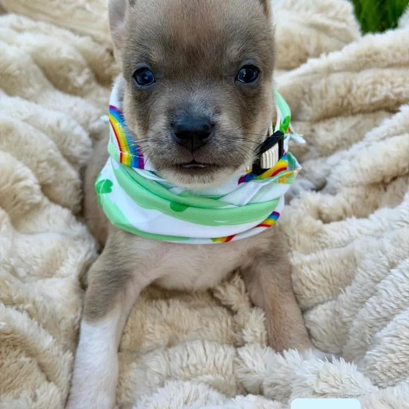 A baby medium-sized male White / Cream Husky dog named Bark Twain for adoption in Allen, TX