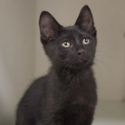 A baby small-sized male Domestic Short Hair cat named Marvin for adoption in Verona, WI