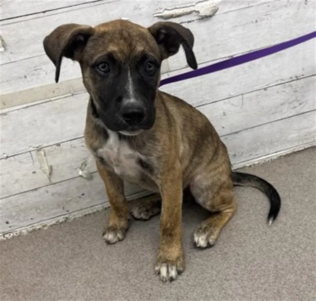 A baby small-sized female Pit Bull Terrier dog named Peony for adoption in San Bernardino, CA