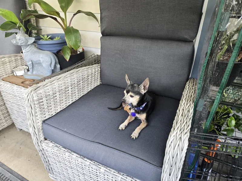 A senior small-sized male Black Chihuahua dog named Tito for adoption in Berryton, KS