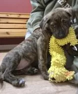 A baby medium-sized female Boxer dog named Willow for adoption in Woodstock, IL