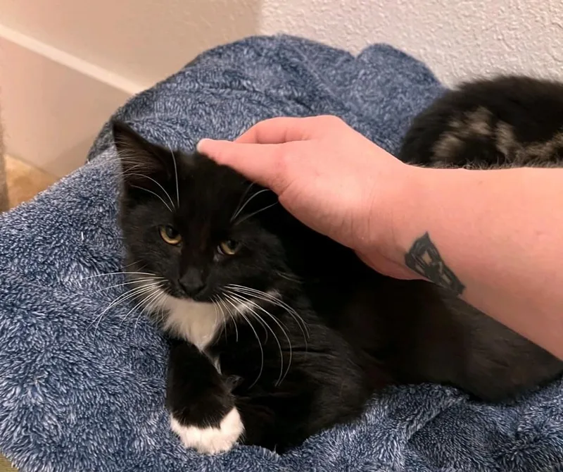 A baby medium-sized female Domestic Medium Hair cat named Marley for adoption in Reno, NV