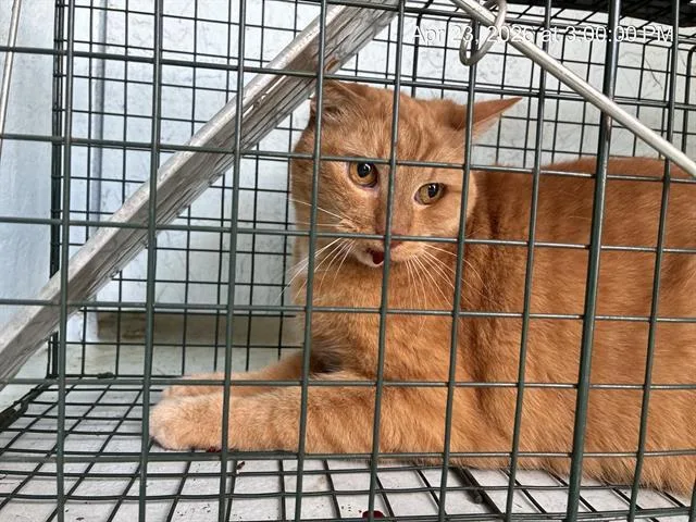 An adult small-sized male Domestic Short Hair cat named Jeeves for adoption in Ocala, FL