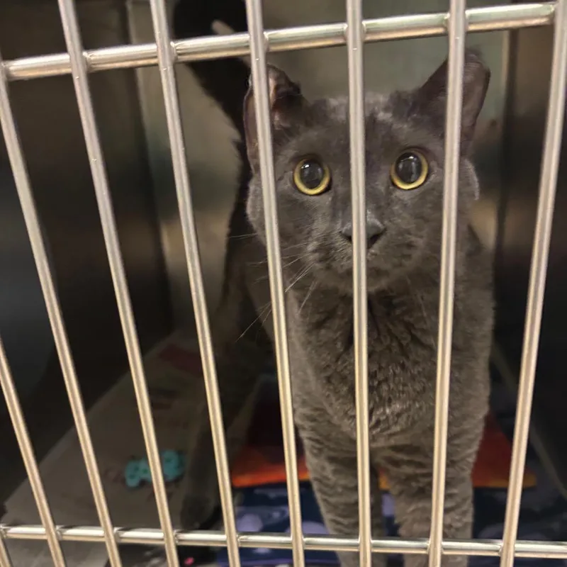 A senior large-sized male Gray / Blue / Silver Domestic Short Hair cat named Grady for adoption in Chicago, IL