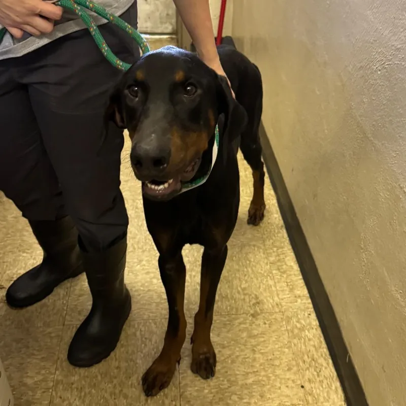 An adult large-sized male Black Doberman Pinscher dog named Gerard for adoption in Birmingham, AL