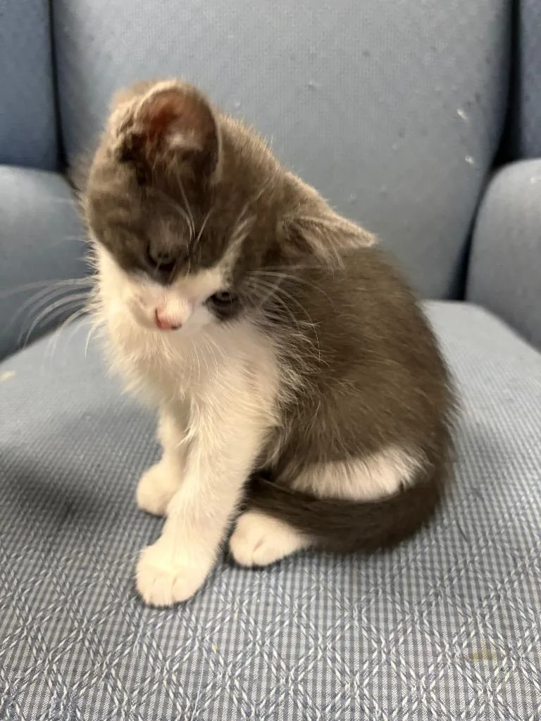 A baby small-sized male Domestic Short Hair cat named Michel for adoption in Ballwin, MO