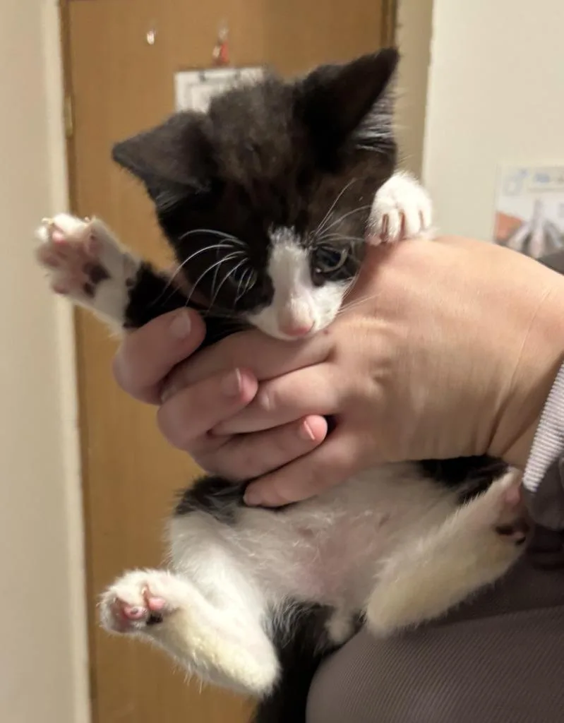 A baby medium-sized male Domestic Short Hair cat named Peter for adoption in Thompson Falls, MT