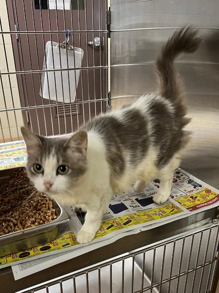 A young medium-sized female Domestic Long Hair cat named Mae for adoption in Nacogdoches, TX