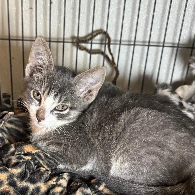 A baby medium-sized male Domestic Short Hair cat named Cole for adoption in Saginaw, MI