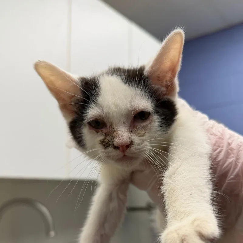 A baby small-sized male White Domestic Short Hair cat named Rufus for adoption in Stillwater, OK