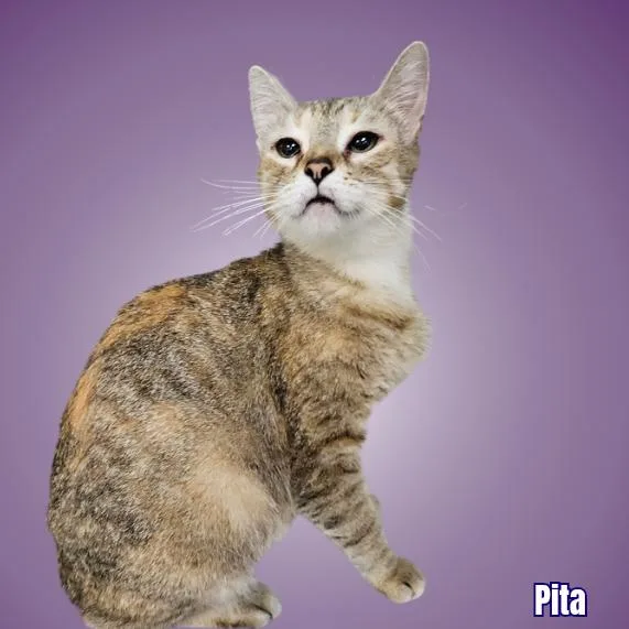 A young small-sized female Brown / Chocolate Domestic Short Hair cat named Pita for adoption in Austin, TX
