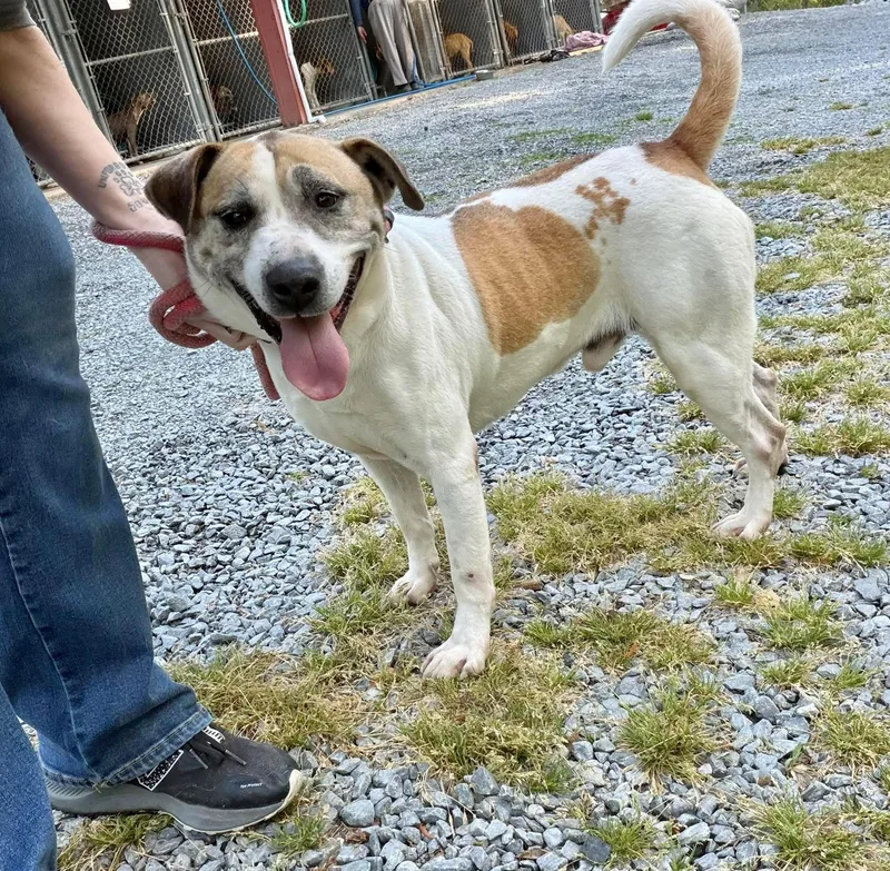 An adult medium-sized male Mixed Breed dog named Elvis Dakota for adoption in Elizabethtown, NC