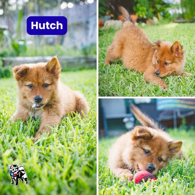 A baby medium-sized male Chow Chow dog named Hutch for adoption in Houston, TX