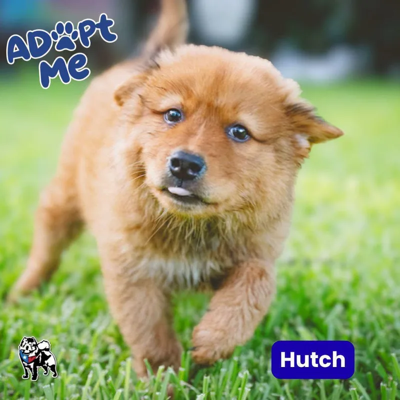 Hutch thumbnail 2