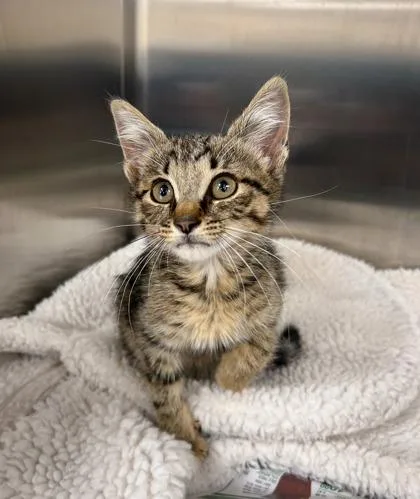 A baby small-sized male Domestic Short Hair cat named Chili Cheese Fries for adoption in Westland, MI