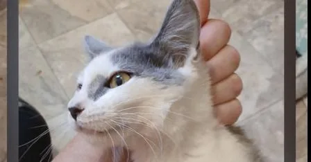 A baby small-sized female Gray & White Domestic Short Hair cat named Link for adoption in Thatcher, AZ