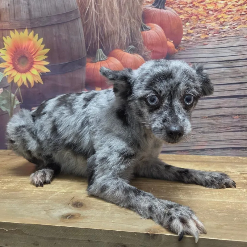 A senior small-sized female Gray / Blue / Silver Pomeranian dog named Nova for adoption in Normal, IL